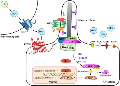 Cholesterol and Hedgehog Signaling: Mutual Regulation and Beyond